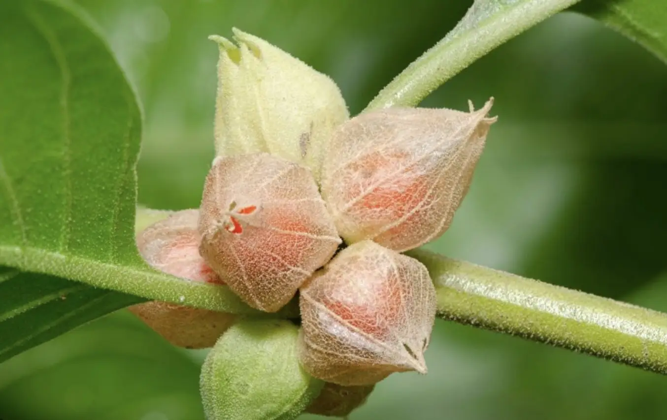 ashwagandha adaptogens